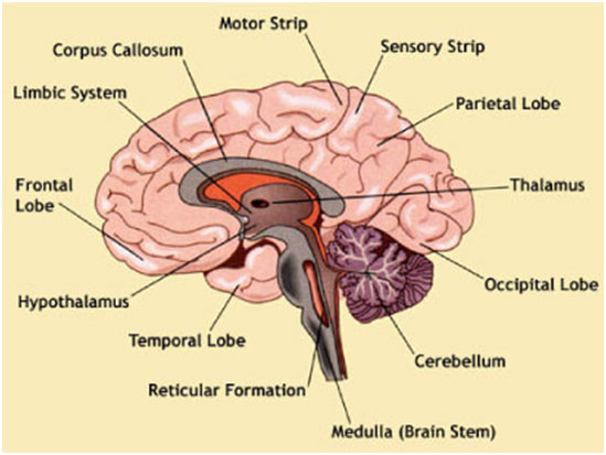 Brain Tumour Symptoms