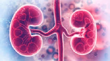 Kidney Transplant in India at Affordable Cost